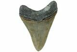 Serrated, Fossil Megalodon Tooth - North Carolina #311119-1